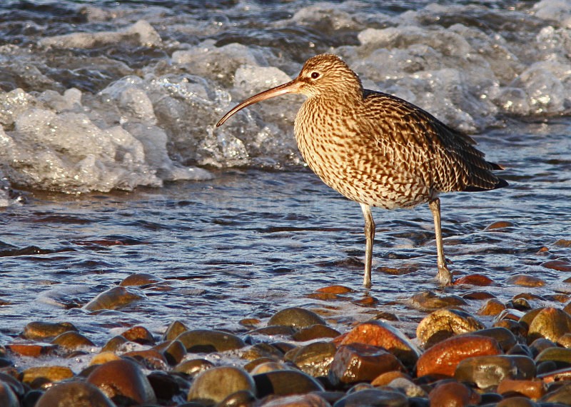 Curlew - wild and free