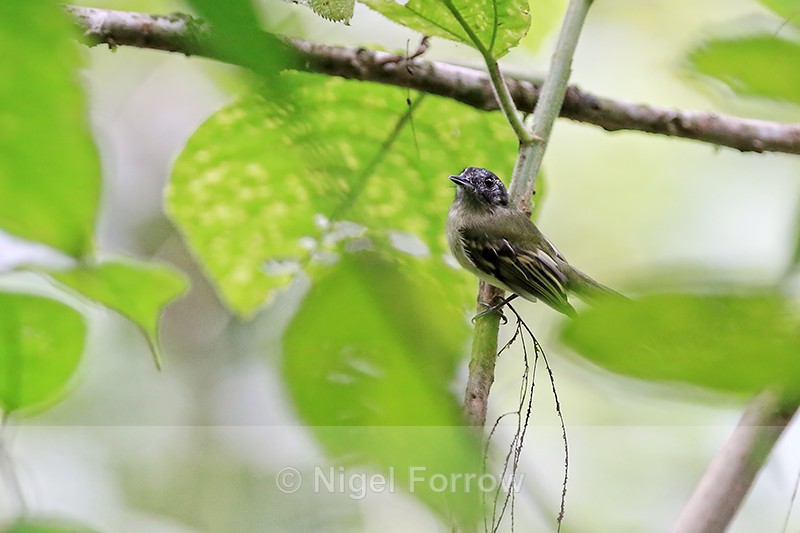 Slaty-capped Flycatcher, Arenal, Costa Rica - Slaty-capped Flycatcher