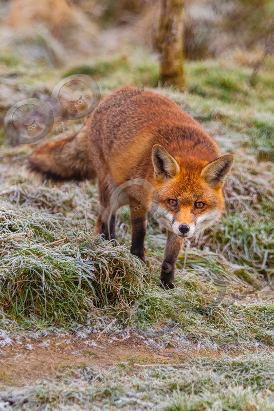 fox vulpes vulpes-0590 - UK Wildlife