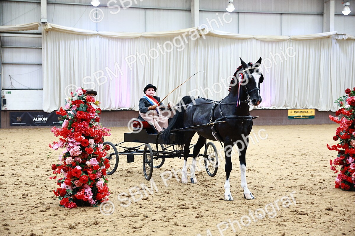 0B8A3934 - Class 13  - HHS Championship Intl Hackney Horse to a Show Wagon