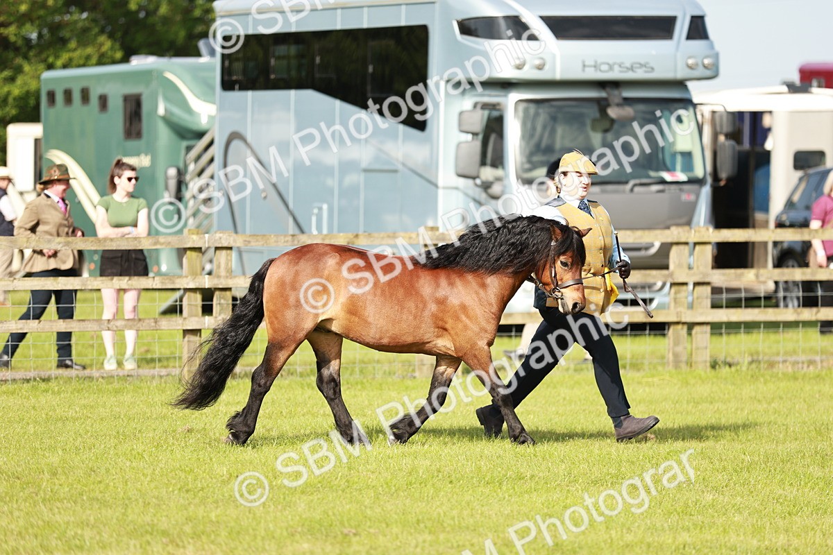 SBM_00577 - Class 14-23 - Mountain & Moorland In Hand Non Welsh