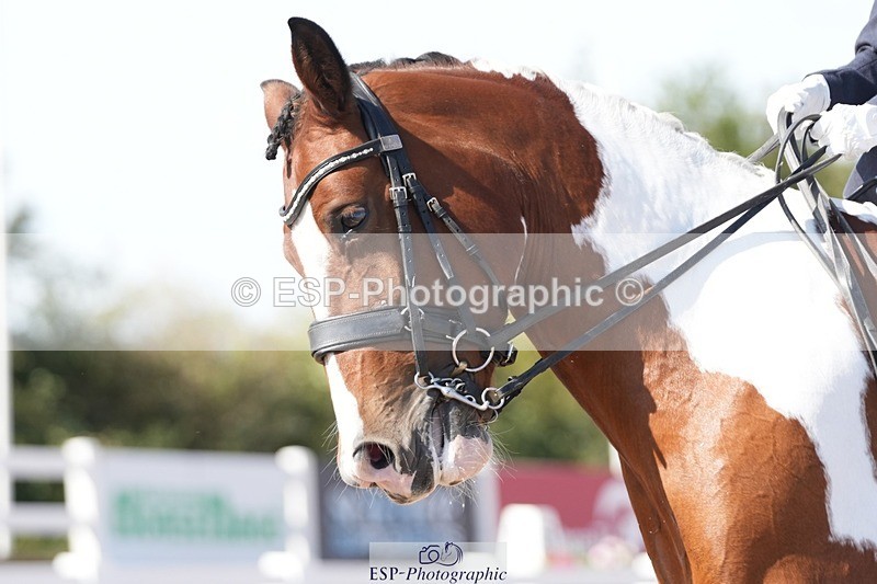 250906-151628-04703 - 112-Mel.DayDolderwydd.lucky.Maisie