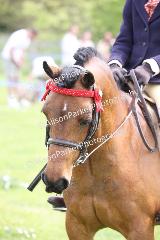 20260426-3062 - Class 33 - Best Pony 14.2hh and Under