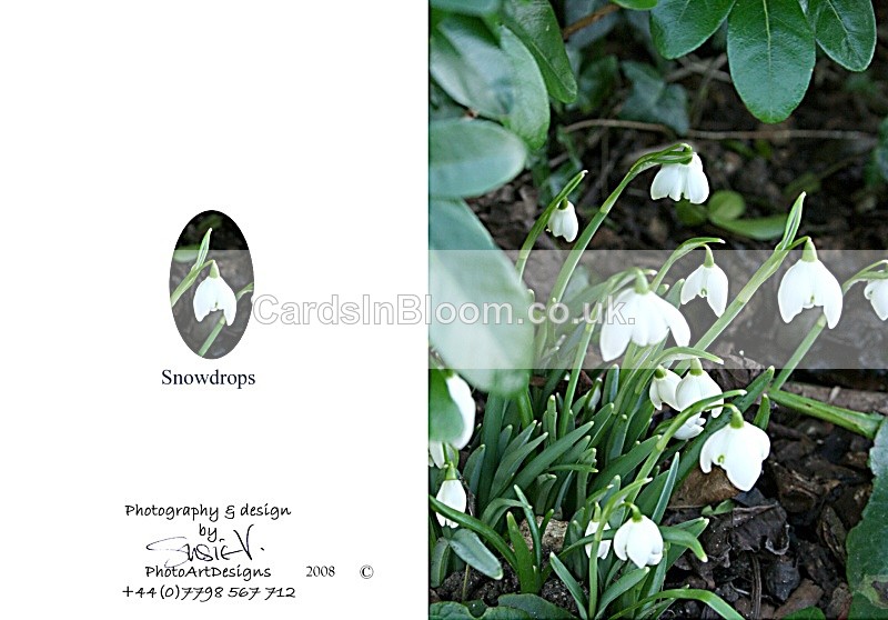 Winter 2. Snowdrops - Winter