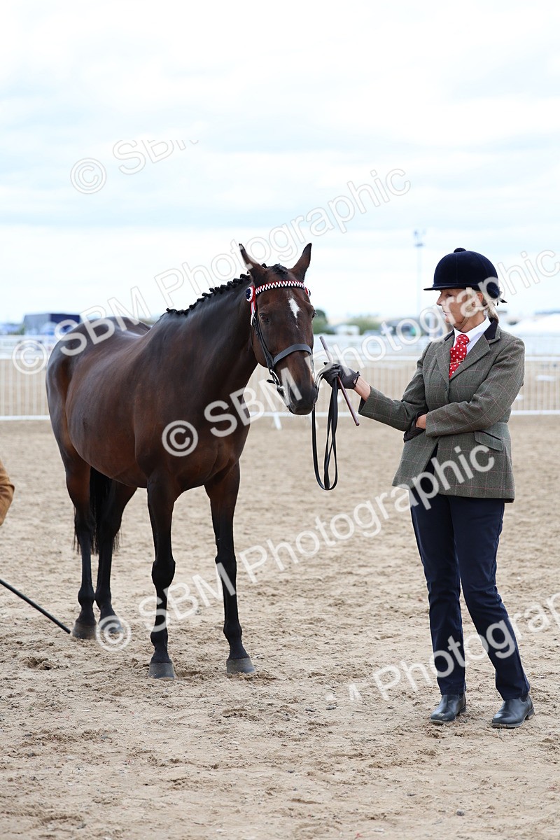 SBM_05805 - Class 28 - IH Veteran Horse