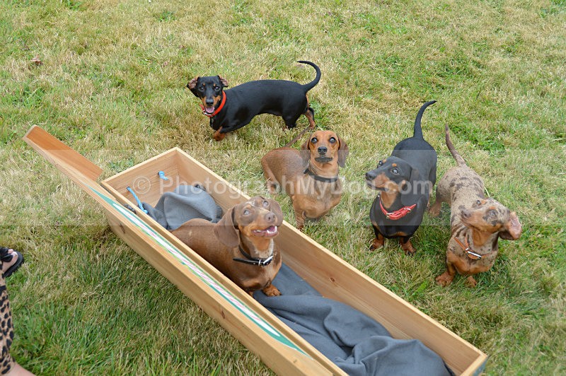  - Dachshunds