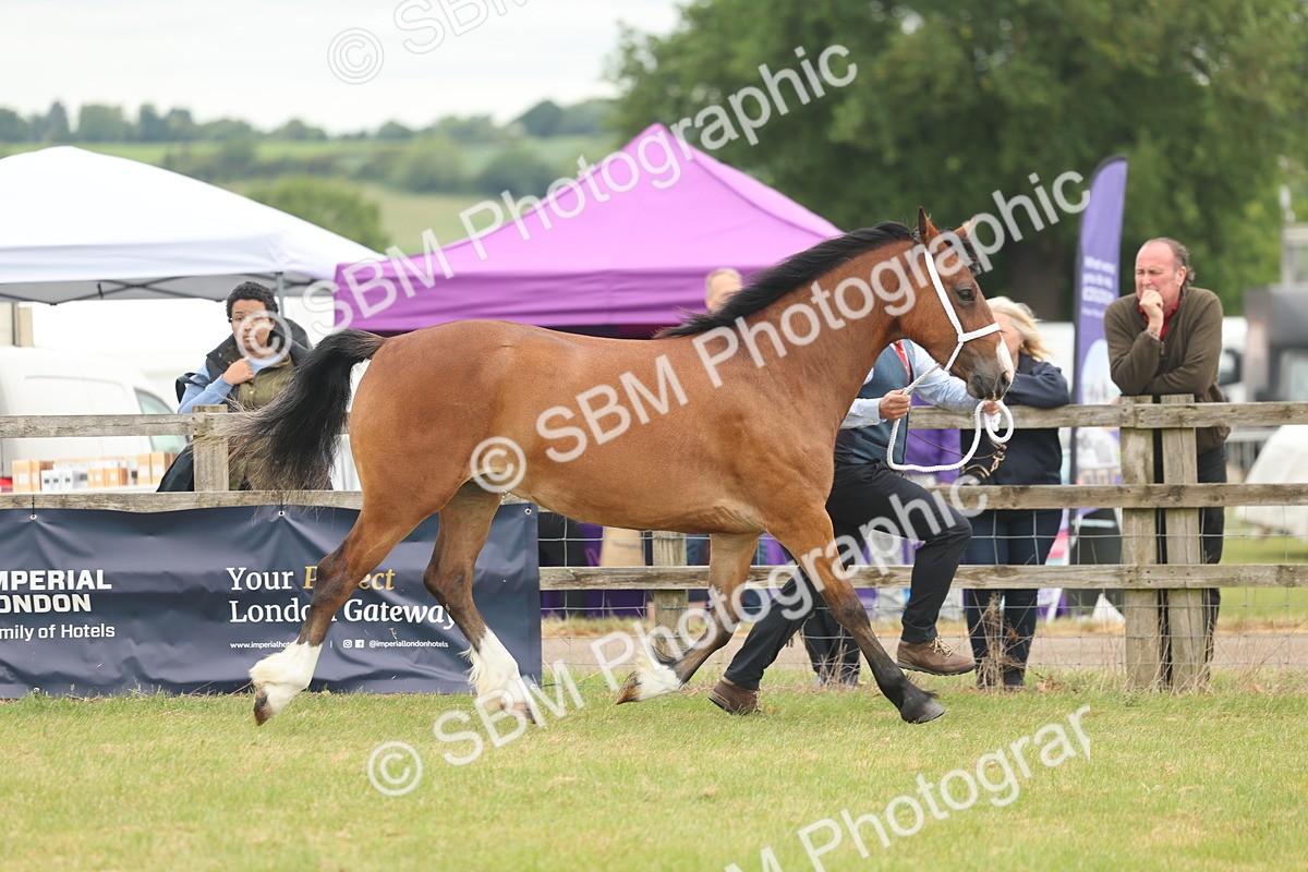 SBM_04796 - Class 50-57 - M&M Welsh Pony In Hand