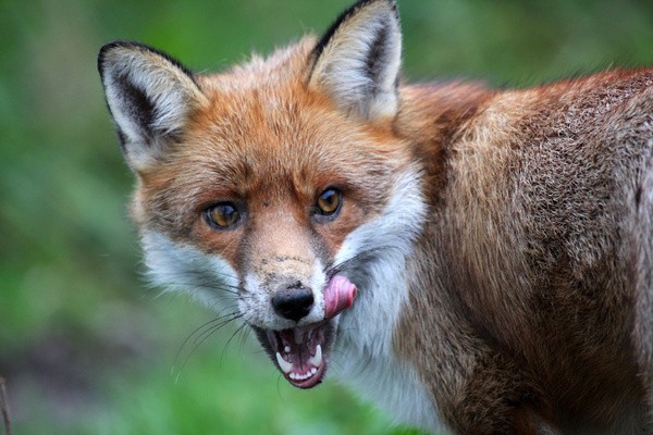 Red Fox Warning_ AGTO96 - Wildlife, Mammal Photography, Great Britain