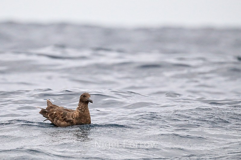 Brown Skua swimming on sea off Cape Point, South Africa - Brown Skua