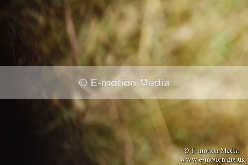 _BS_0820 - BVRC Show 2018 Ring 1