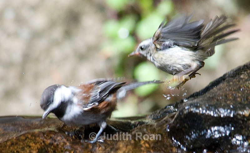 Chestnut-backed Chickadee and Golden-crowned Kinglet - Backyard Bathing Birds