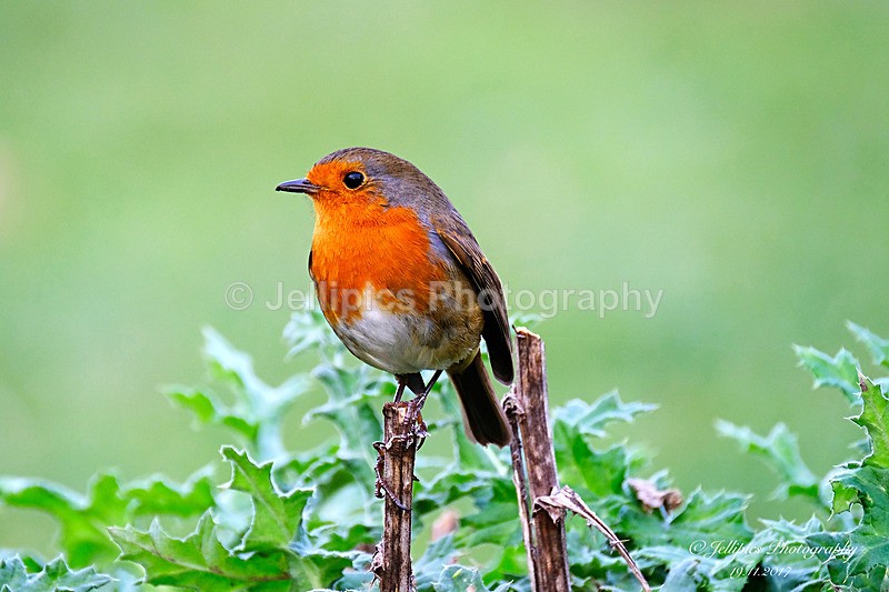  - Wildlife and Nature