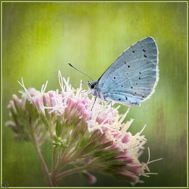 Macro Photography by Diana Uzun