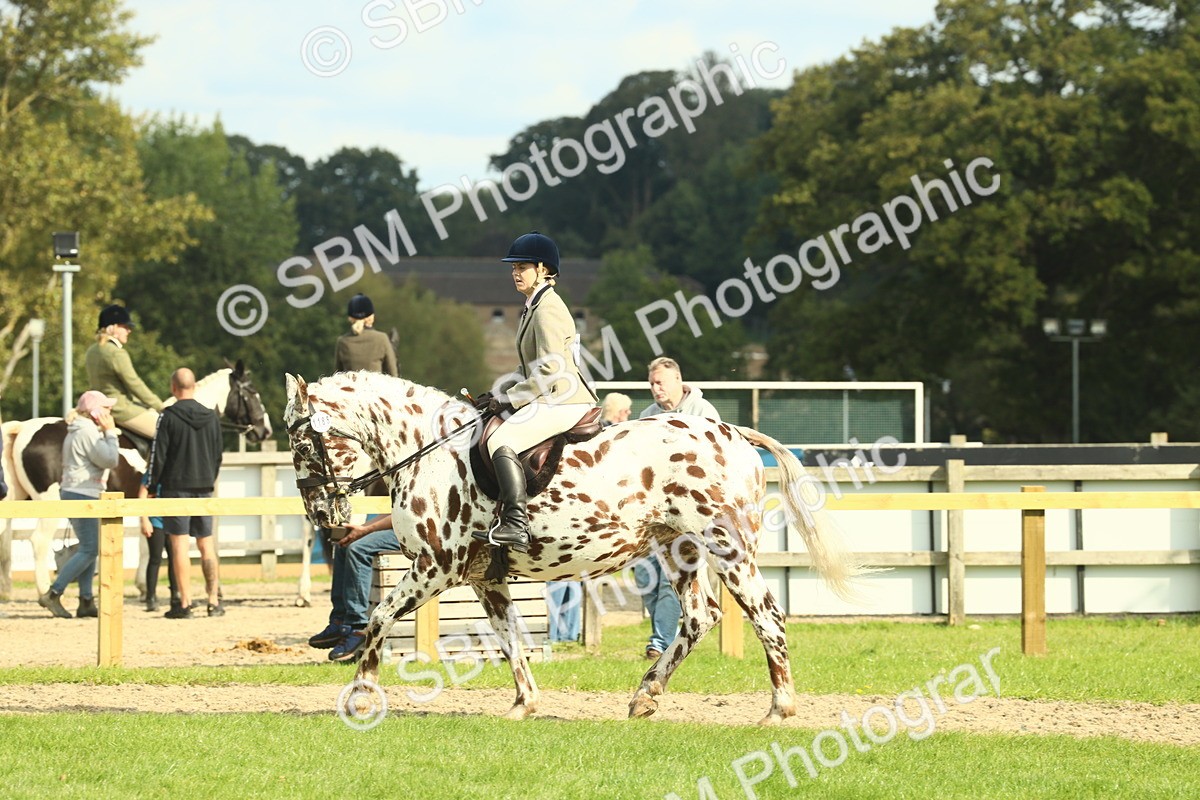 SBM_62484 - S62 - Foreign Breeds Ridden