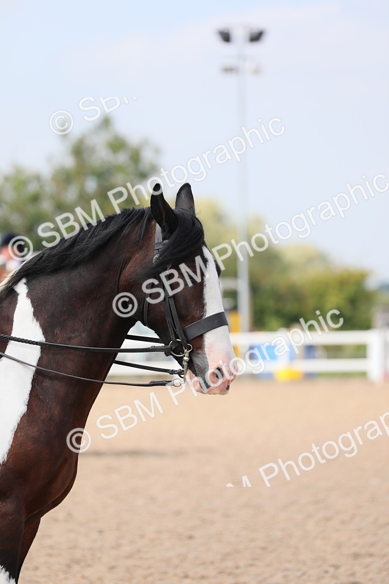SBM_13429 - Class 308 Ridden Coloured Horse