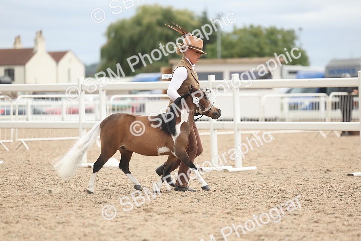SBM_19232 - Class 317 - IH Pure Bred Horse-Pony