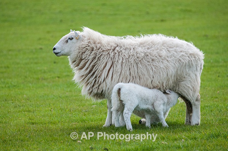 ACP_3485-1 - Sheep