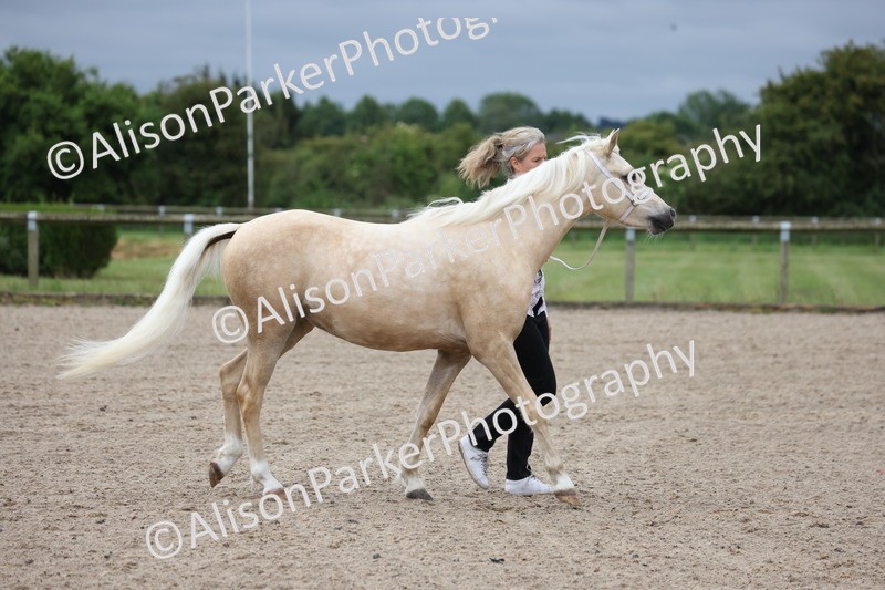 20250524-0102 - Class 2 - Youngstock