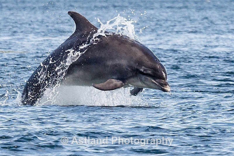 Astland Photography, Bird and Wildlife Images, Susan and Peter Wilson, U.K.