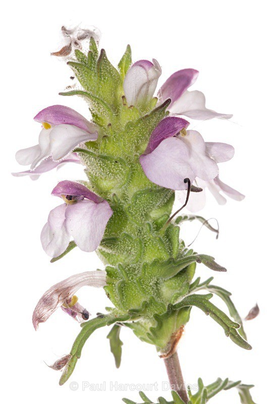 Bellardia (Bellardia trixago - Plants - WB