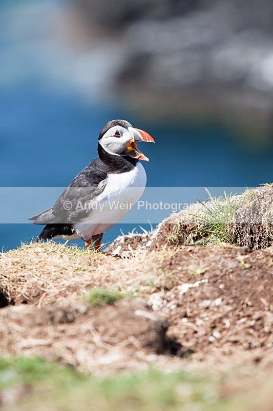 20120531-_MG_0013 - Puffin