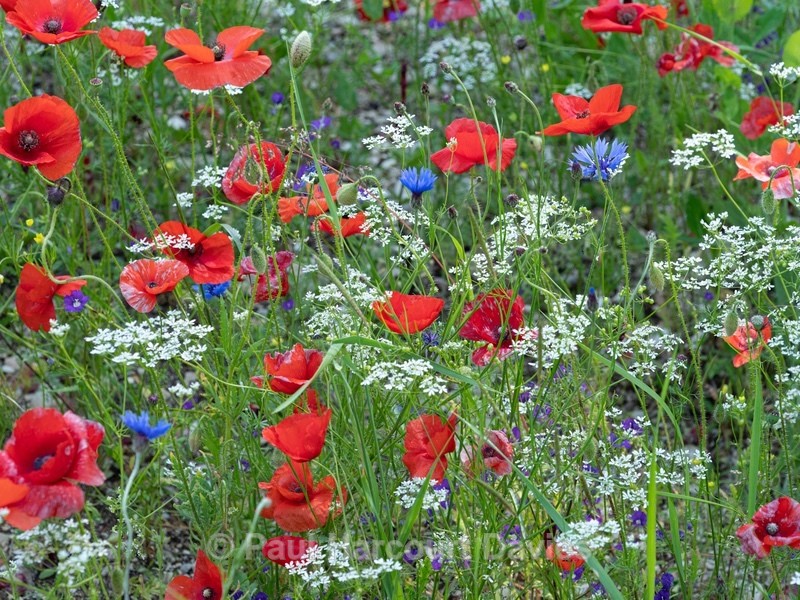 Preci: meadows with poppies, coriander, and cornflowers - Wild Flowers - 1