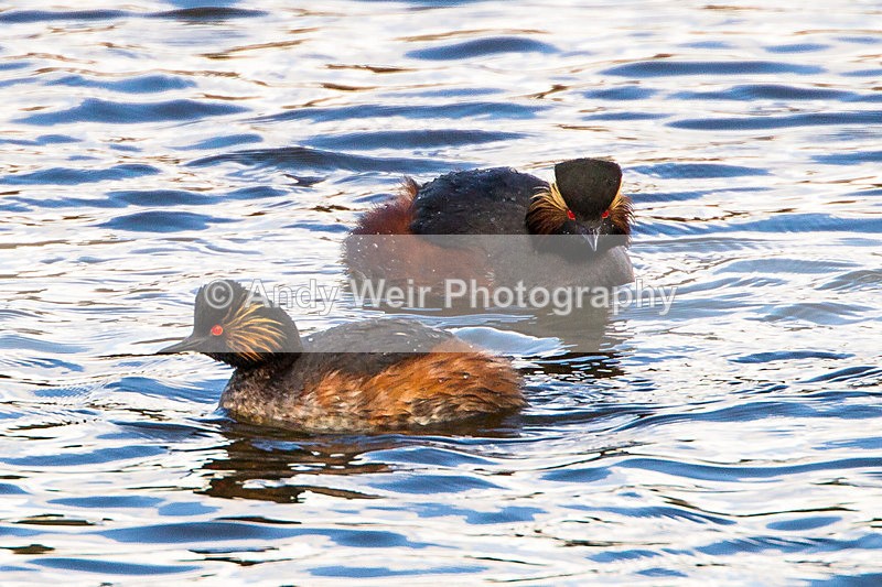 20130427-_MG_3247 - Black-necked Grebe