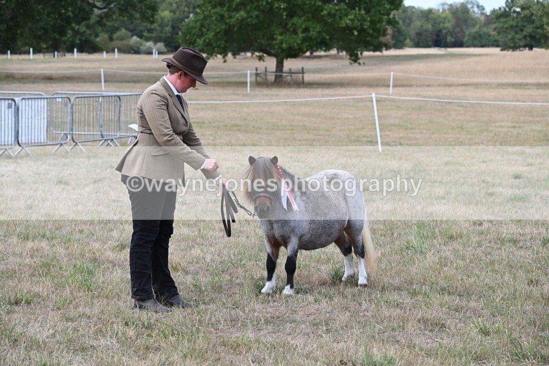 WJ6_7125 - Class 21 Shetland & Mini Horses