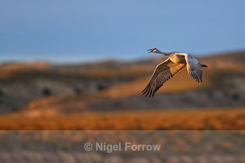 Sandhill Crane calling in flight, Bosque del Apache, New Mexico - Sandhill Crane