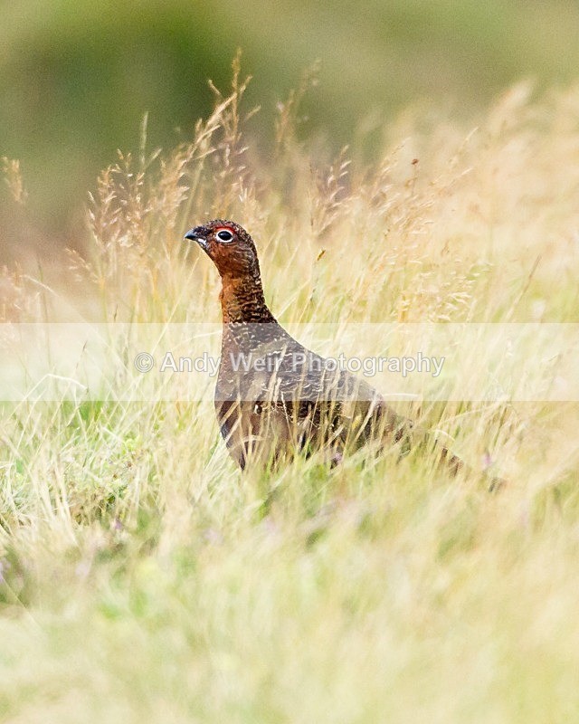 20110929-_MG_7174 - Gamebirds