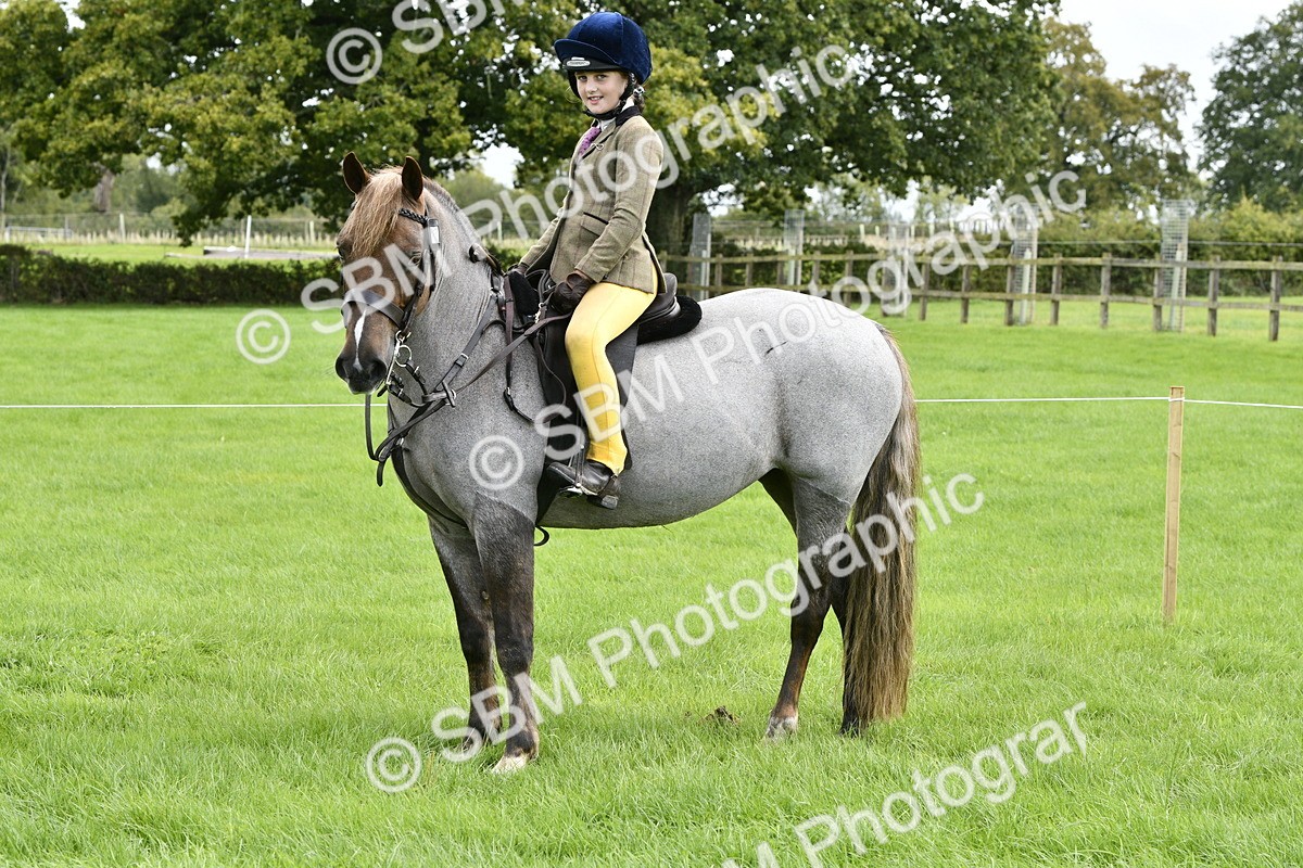 SBM_41636 - S32 - Mountain & Moorland Working Hunter Pony
