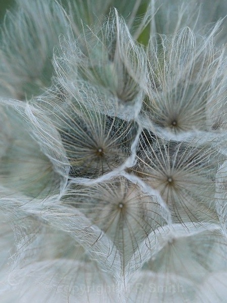 Goat's Beard Clock, Centre - MACRO & CLOSE UPS