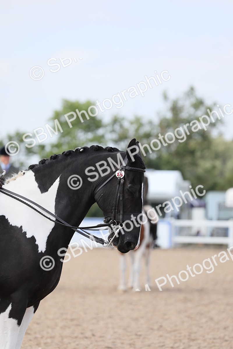 SBM_13467 - Class 308 Ridden Coloured Horse