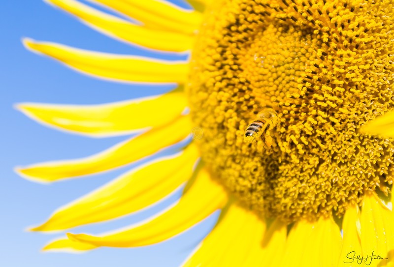 Sunflower and Bee 4