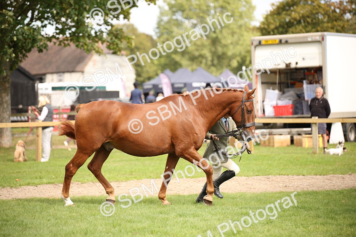 SBM_46386 - S25 - Mature Veteran In Hand