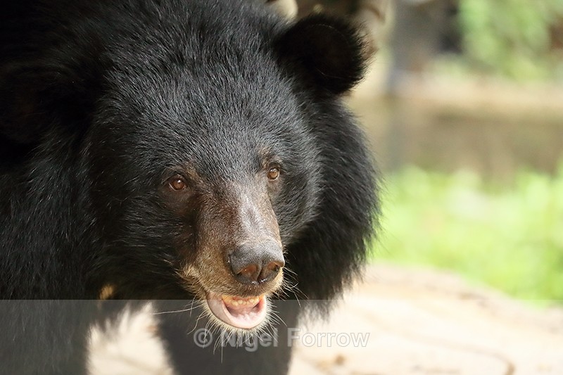 Asiatic Black Bear, Phnom Tamao, Cambodia - Asiatic Black Bear