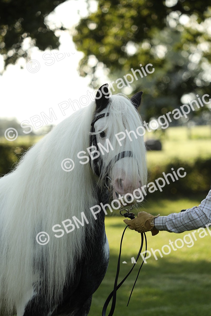SBM_60913 - S43 - Coloured Pony In Hand