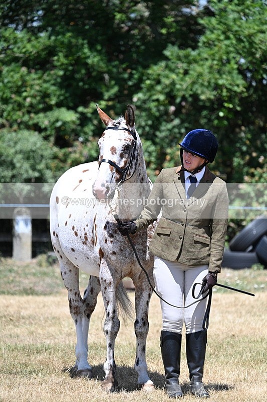 WJ7_2336 - Class 5a Most Handsome Gelding in hand (above 14.2hh)