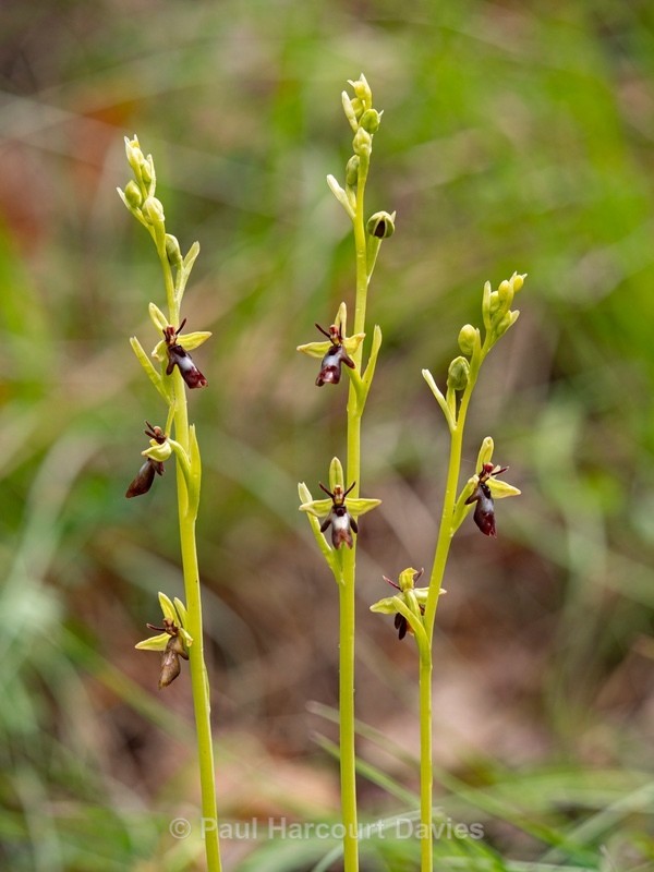 Fly Orchid (Ophrys insectifera) - Wild Orchids - 2