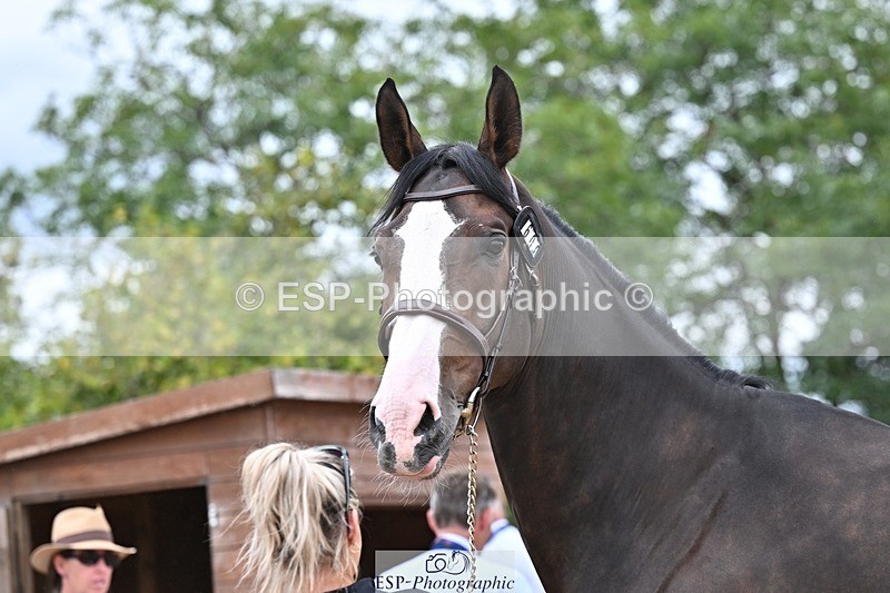 250716-133651-00594 - Trot Up 1.30 to 2.30