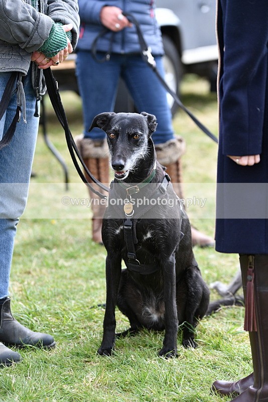 WJ5_9242 - Class 1 Best Cross Breed / Heniz 57