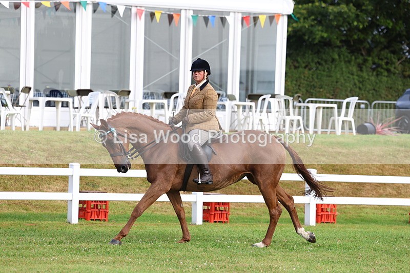 3E7A8058 - Class 2: Rising Star Large Hack/Riding Horse