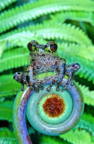 Tree Frog - Papua New Guinea - ANIMALS