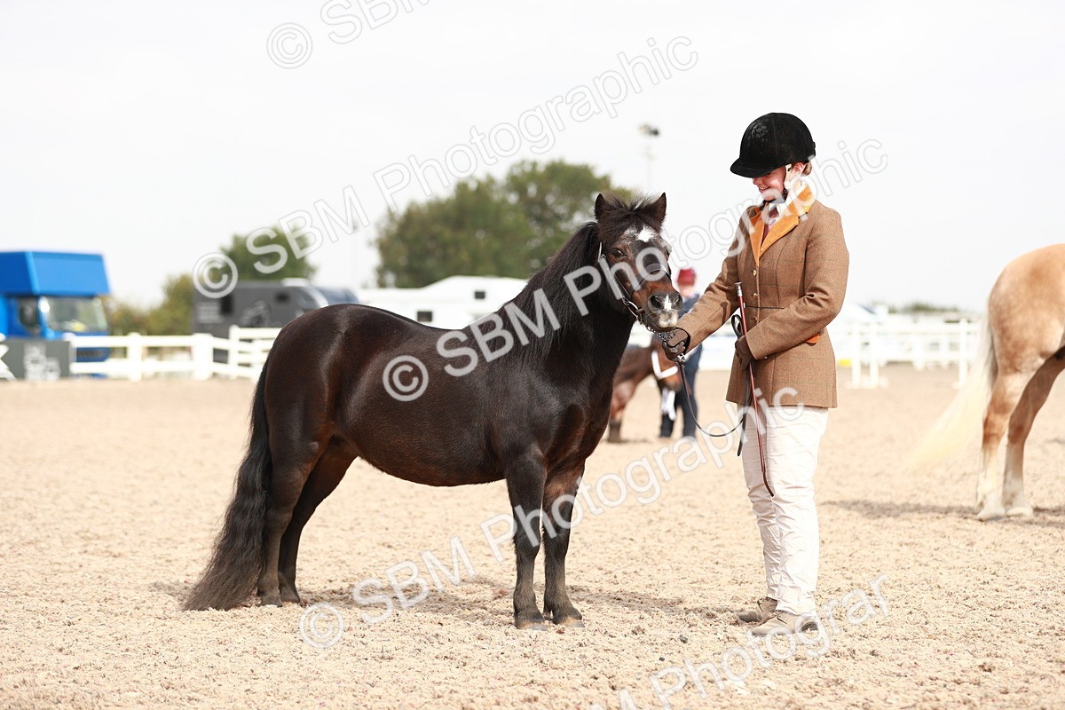SBM_11865 - Class 206 IH Non Show Type Pony