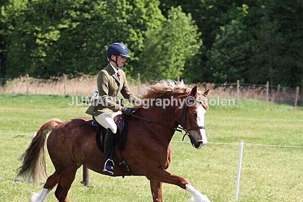 IMG_4416 - Working Hunter