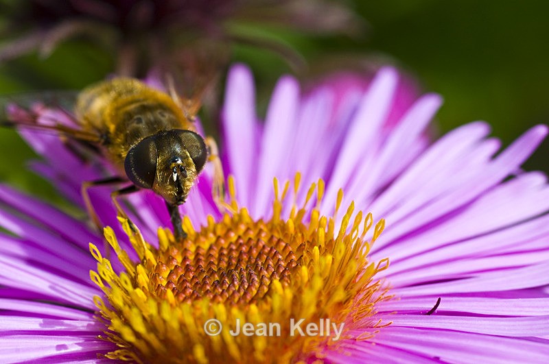 Hoverfly - 5981 - Insects