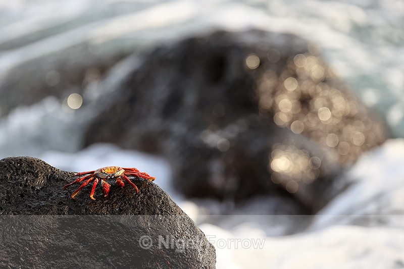 Sally Lightfoot Crab, Isla Lobos, San Cristobal, Galapagos - Crabs