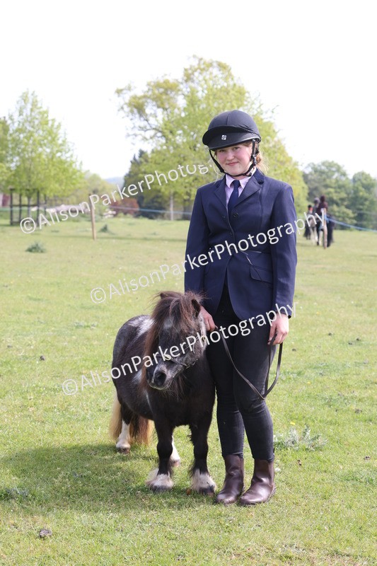 20260426-3207 - Class 26 - Shetland Ponies and Minitures