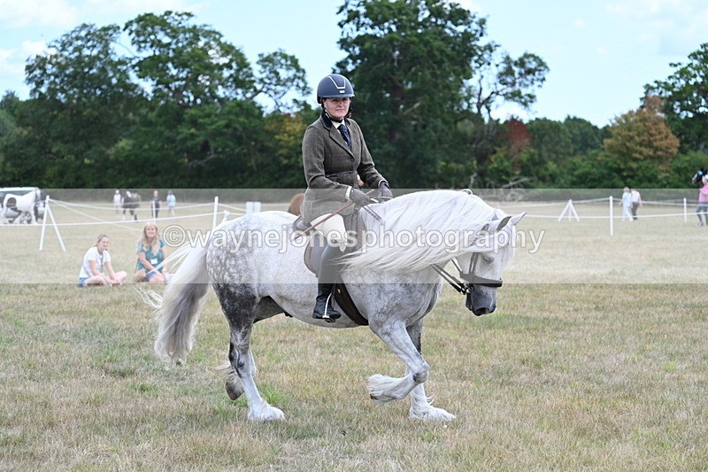 WJ7_4924 - Class 12 Ridden Cob