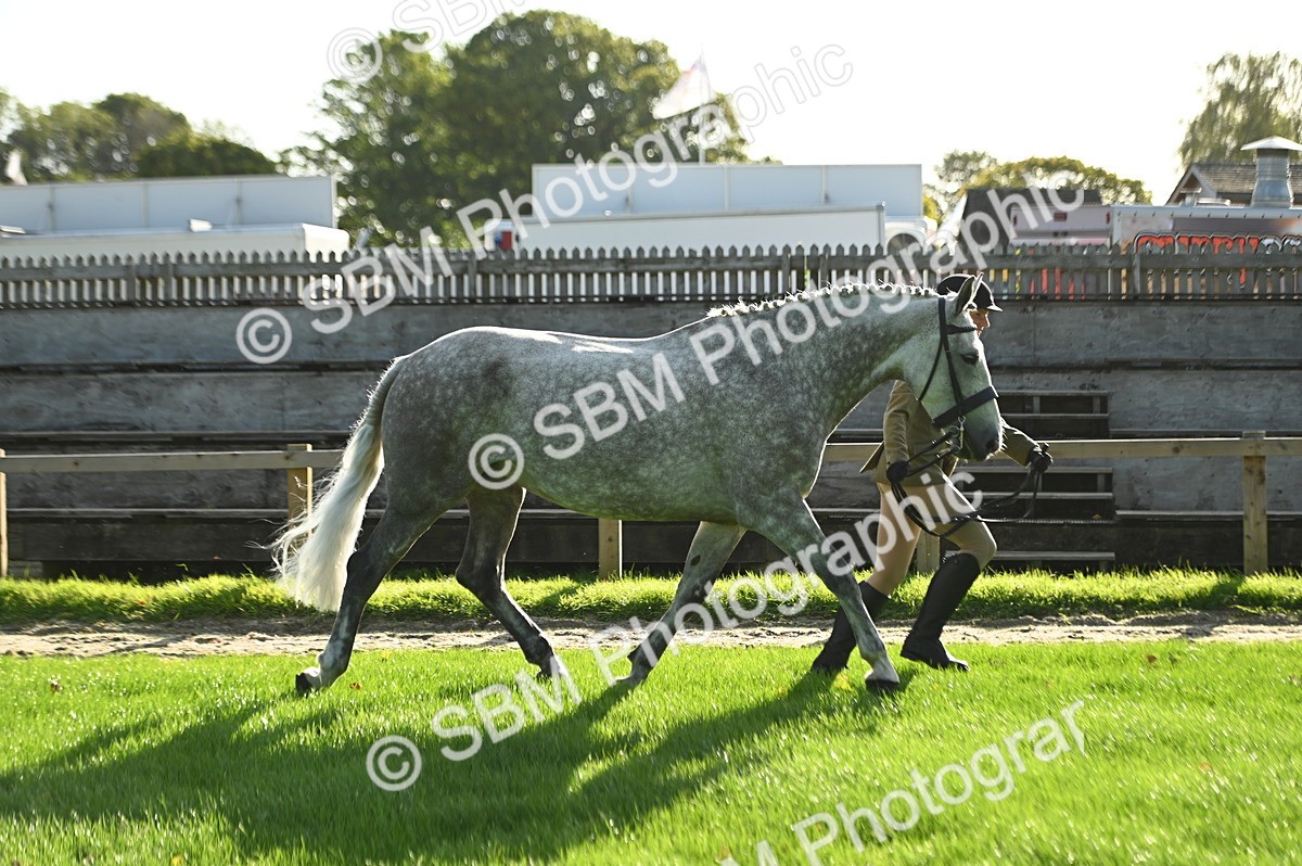 SBM_14708 - S1 - TSR in Hand Horse & Pony Showing